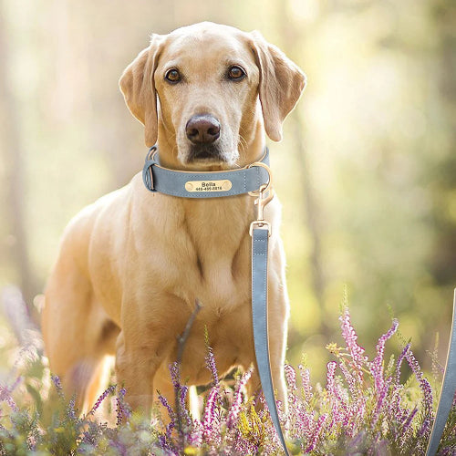 Royal Dog Halsband - Das personalisierte Halsband für den besten Freund an deiner Seite 👑🐾