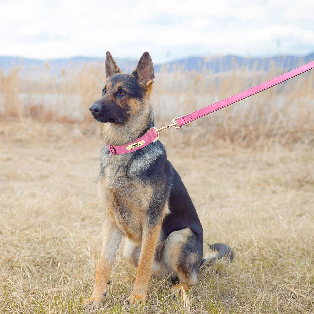 Royal Dog Halsband - Das personalisierte Halsband für den besten Freund an deiner Seite 👑🐾